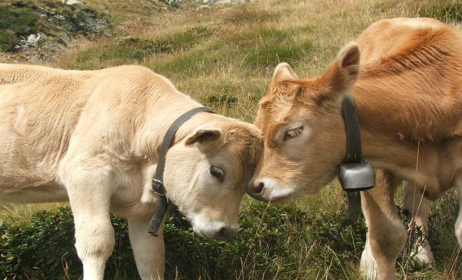 Budou se zemědělci moci už konečně zachytit pověstného stébla nadeje.jpg