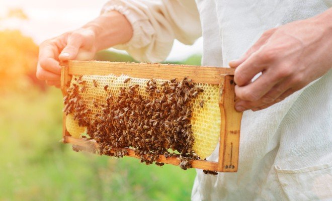 Drobní včelaři budou i dále daňově osvobozeni a daň z nemov 2.jpg