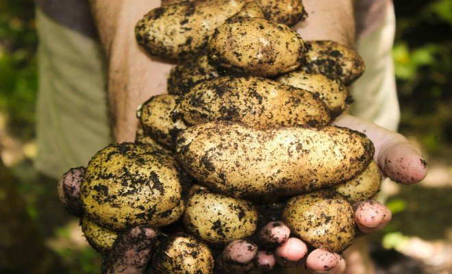 Sklizeň prvních letošních brambor začala a vypadá nadějně i ceny 2.jpg