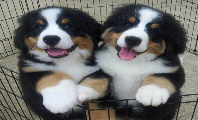 Veterinární zákon už zřejmě brzy opět zpřísní pravi 2.jpg