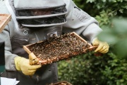Včelaři možná již od srpna 2026 dostanou více peněz na svou činnost?